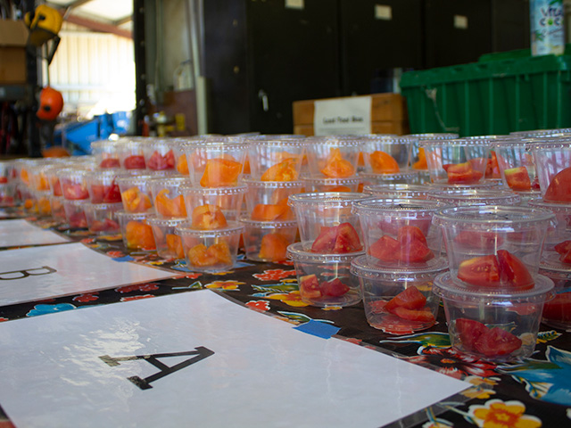 Inside a rustic building, on a table, sit stacks of small, clear plastic containers filled with chopped tomatoes of red and yellow-orange hue.