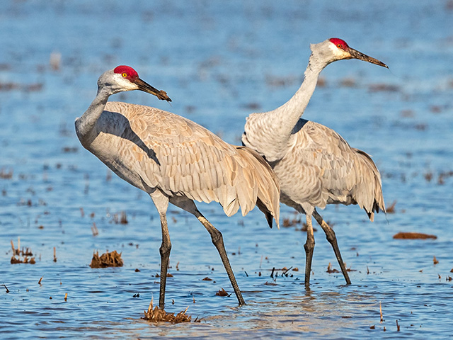 Close-up of two birds standing in shallow water. They have long skinny legs and long necks.
