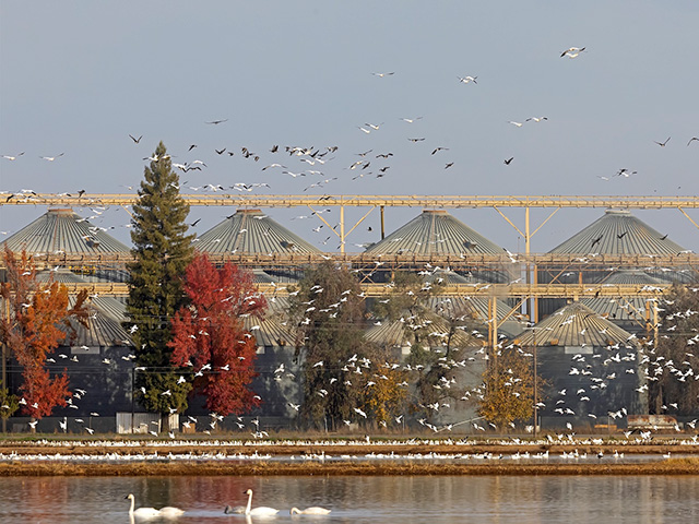 Hundreds of white birds fly in front of four large grain silos. Hazy sky. Water in the foreground with swans swimming.