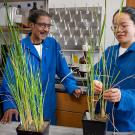 A man and a woman in a lab with plants will tall, green, slender stems.